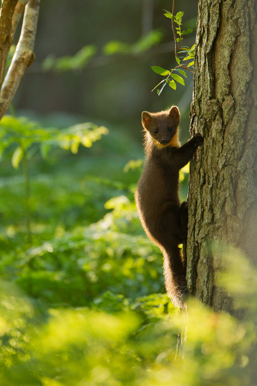 Pine marten (Martes martes) youngster climbing pine tree in woodland, Beinn Eighe National Nature Reserve, Wester Ross, Scotland, UK